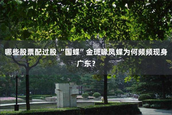 哪些股票配过股 “国蝶”金斑喙凤蝶为何频频现身广东？