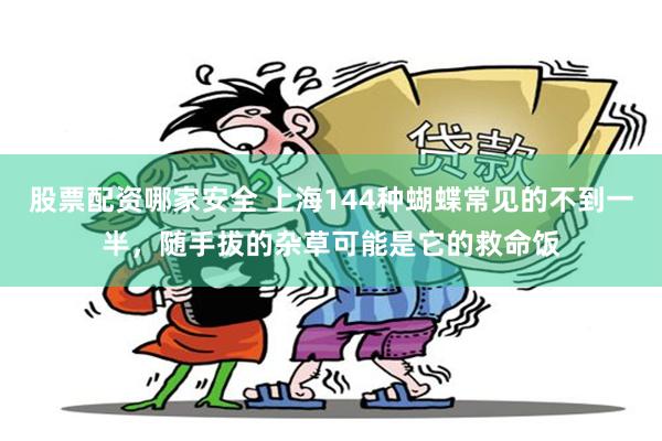 股票配资哪家安全 上海144种蝴蝶常见的不到一半，随手拔的杂草可能是它的救命饭